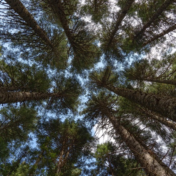 Trees in nature